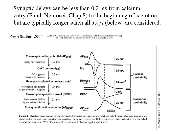 Synaptic delays can be less than 0. 2 ms from calcium entry (Fund. Neurosci.