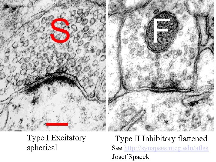 Type I Excitatory spherical Type II Inhibitory flattened See http: //synapses. mcg. edu/atlas Josef