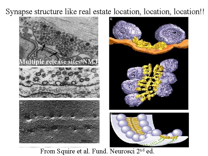 Synapse structure like real estate location, location!! Multiple release sites NMJ From Squire et