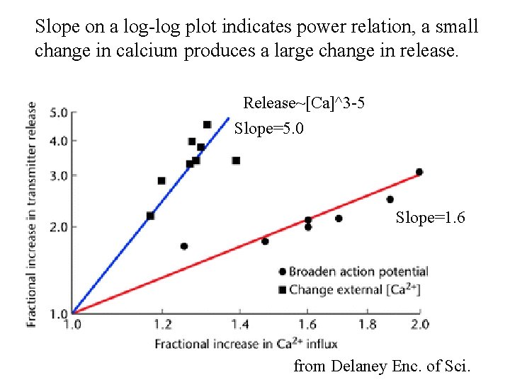 Slope on a log-log plot indicates power relation, a small change in calcium produces