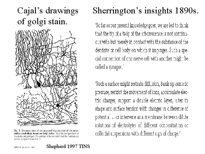 Cajal’s drawings Sherrington’s insights 1890 s. of golgi stain. Shepherd 1997 TINS 