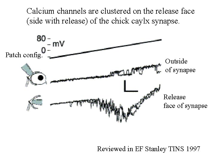 Calcium channels are clustered on the release face (side with release) of the chick
