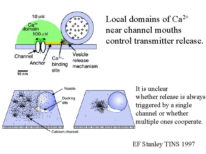 Local domains of Ca 2+ near channel mouths control transmitter release. It is unclear