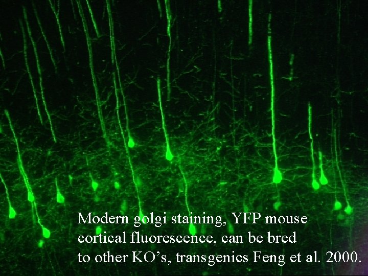 Modern golgi staining, YFP mouse cortical fluorescence, can be bred to other KO’s, transgenics