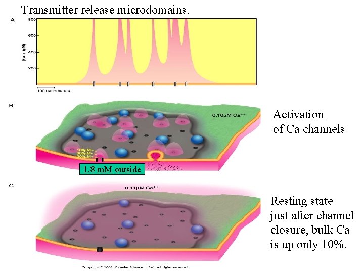 Transmitter release microdomains. Activation of Ca channels 1. 8 m. M outside Resting state