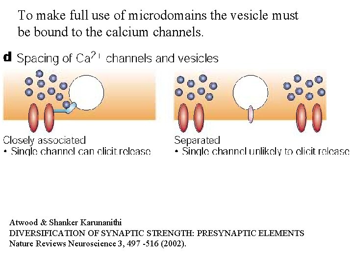To make full use of microdomains the vesicle must be bound to the calcium