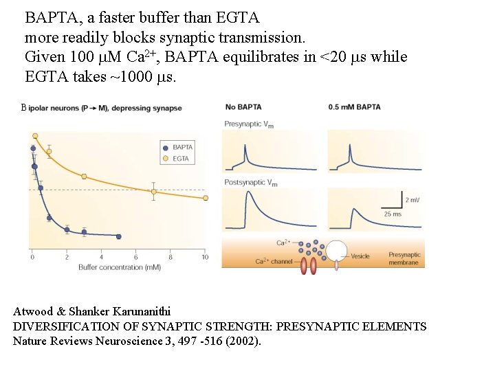 BAPTA, a faster buffer than EGTA more readily blocks synaptic transmission. Given 100 m.