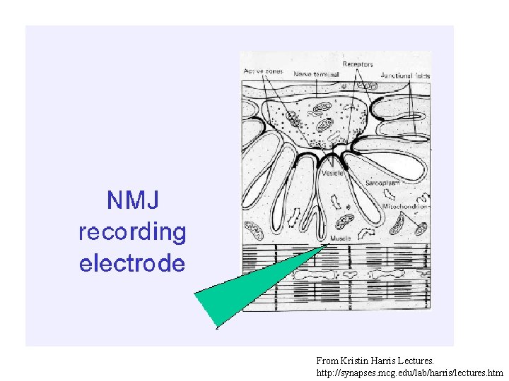 From Kristin Harris Lectures. http: //synapses. mcg. edu/lab/harris/lectures. htm 