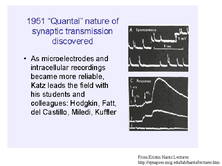 From Kristin Harris Lectures. http: //synapses. mcg. edu/lab/harris/lectures. htm 
