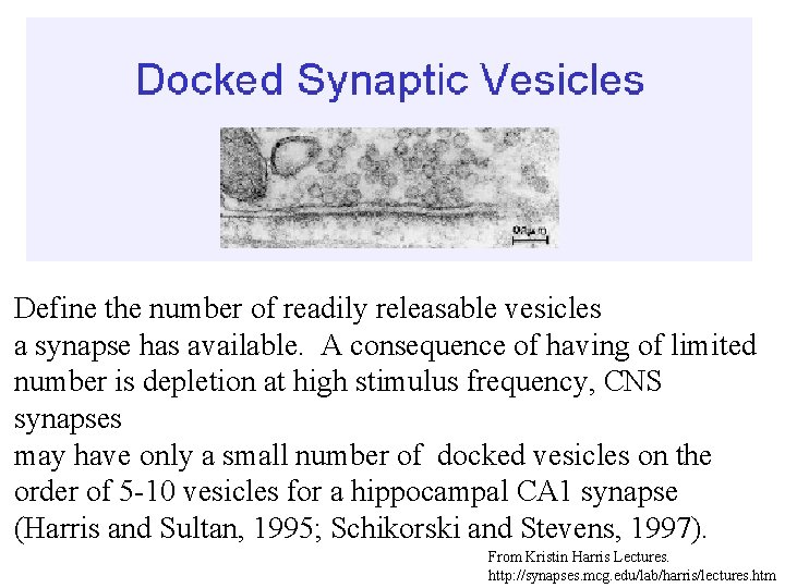 Define the number of readily releasable vesicles a synapse has available. A consequence of