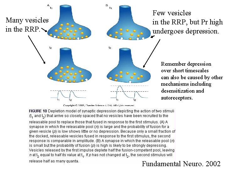 Many vesicles in the RRP. Few vesicles in the RRP, but Pr high undergoes