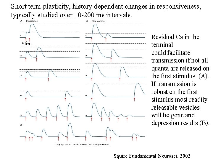Short term plasticity, history dependent changes in responsiveness, typically studied over 10 -200 ms