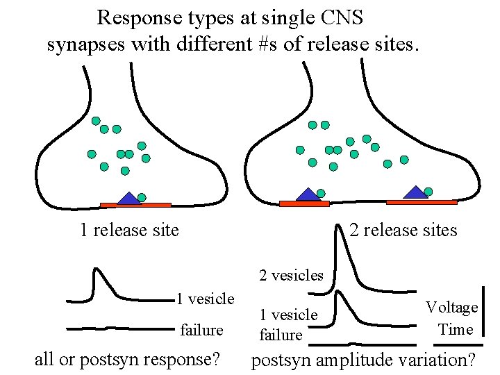 Response types at single CNS synapses with different #s of release sites. 1 release