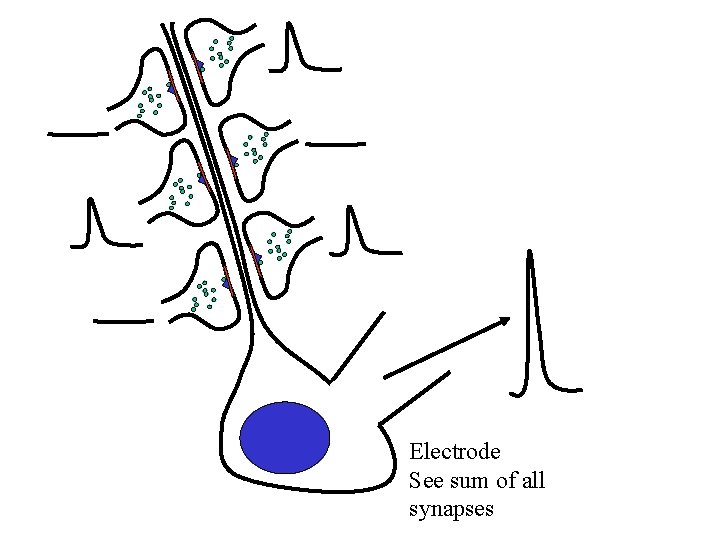 Electrode See sum of all synapses 