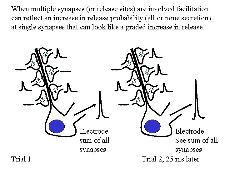 When multiple synapses (or release sites) are involved facilitation can reflect an increase in