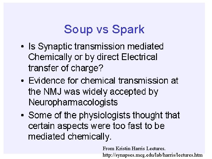 From Kristin Harris Lectures. http: //synapses. mcg. edu/lab/harris/lectures. htm 