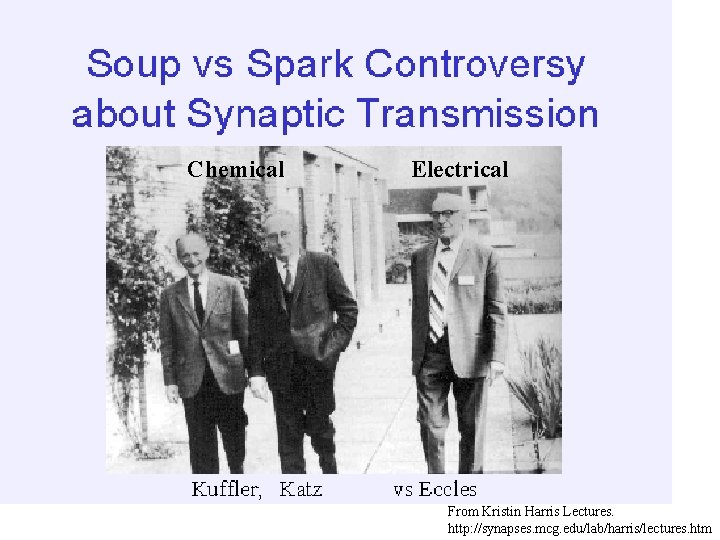 Chemical Electrical From Kristin Harris Lectures. http: //synapses. mcg. edu/lab/harris/lectures. htm 