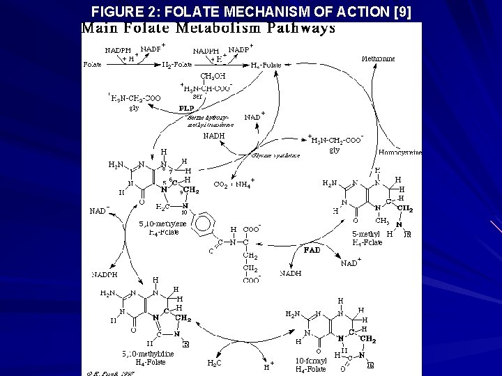 FIGURE 2: FOLATE MECHANISM OF ACTION [9] 