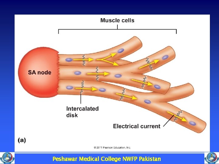 Peshawar Medical College NWFP Pakistan 