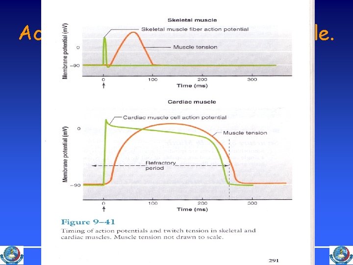 Action Potential in Cardiac Muscle. Peshawar Medical College NWFP Pakistan 