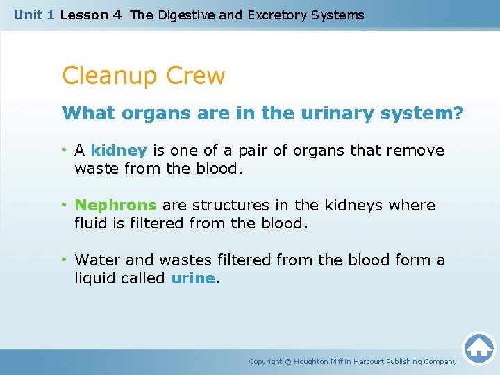 Unit 1 Lesson 4 The Digestive and Excretory Systems Cleanup Crew What organs are