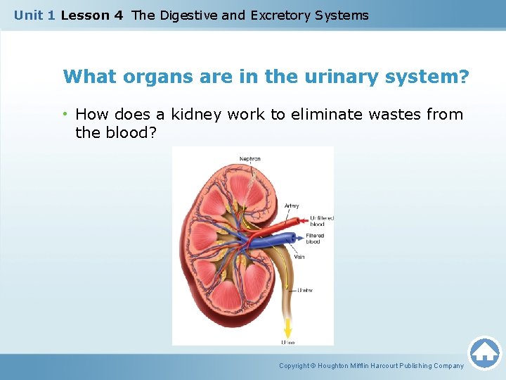 Unit 1 Lesson 4 The Digestive and Excretory Systems What organs are in the