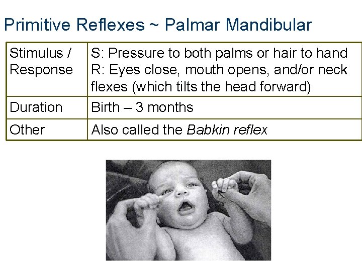 Primitive Reflexes ~ Palmar Mandibular Stimulus / Response Duration S: Pressure to both palms Primitive Reflexes ~ Palmar Mandibular Stimulus / Response Duration S: Pressure to both palms