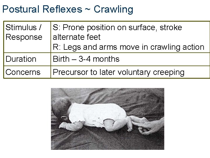 Postural Reflexes ~ Crawling Stimulus / Response Duration S: Prone position on surface, stroke Postural Reflexes ~ Crawling Stimulus / Response Duration S: Prone position on surface, stroke