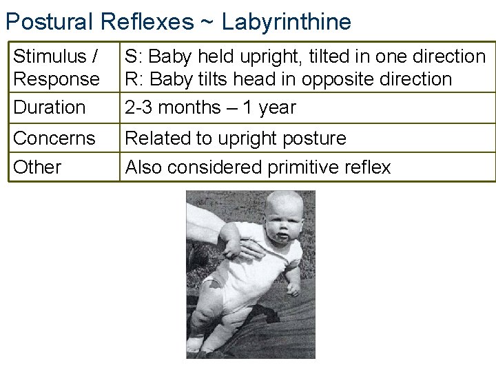 Postural Reflexes ~ Labyrinthine Stimulus / Response Duration S: Baby held upright, tilted in Postural Reflexes ~ Labyrinthine Stimulus / Response Duration S: Baby held upright, tilted in