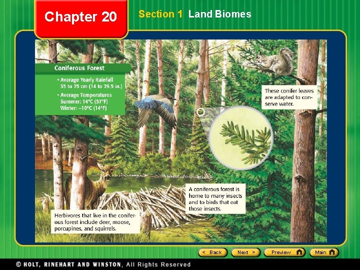 Chapter 20 Section 1 Land Biomes < Back Next > Preview Main Chapter 20 Section 1 Land Biomes < Back Next > Preview Main