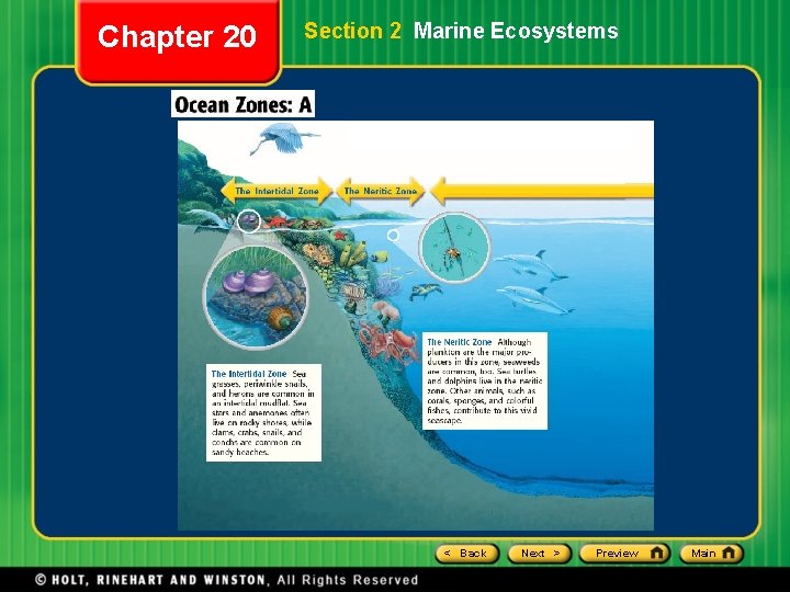 Chapter 20 Section 2 Marine Ecosystems < Back Next > Preview Main Chapter 20 Section 2 Marine Ecosystems < Back Next > Preview Main