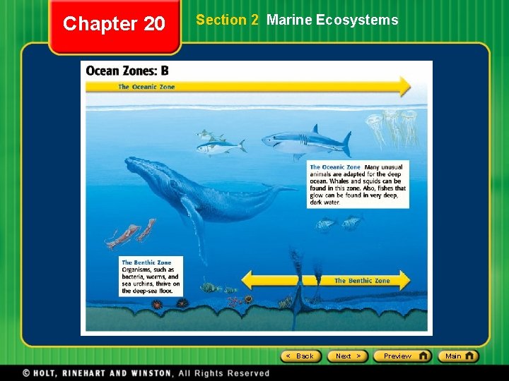 Chapter 20 Section 2 Marine Ecosystems < Back Next > Preview Main Chapter 20 Section 2 Marine Ecosystems < Back Next > Preview Main