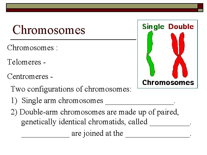 Chromosomes : Telomeres Centromeres Two configurations of chromosomes: 1) Single arm chromosomes _________. 2)