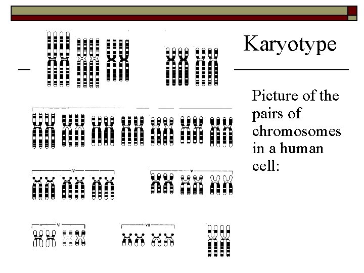 Karyotype Picture of the pairs of chromosomes in a human cell: 