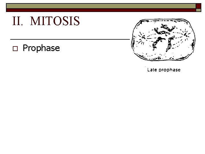 II. MITOSIS o Prophase 