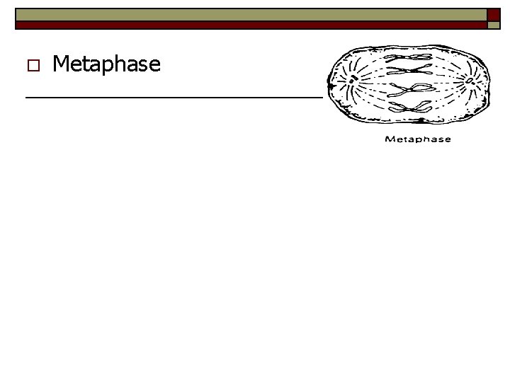 o Metaphase 
