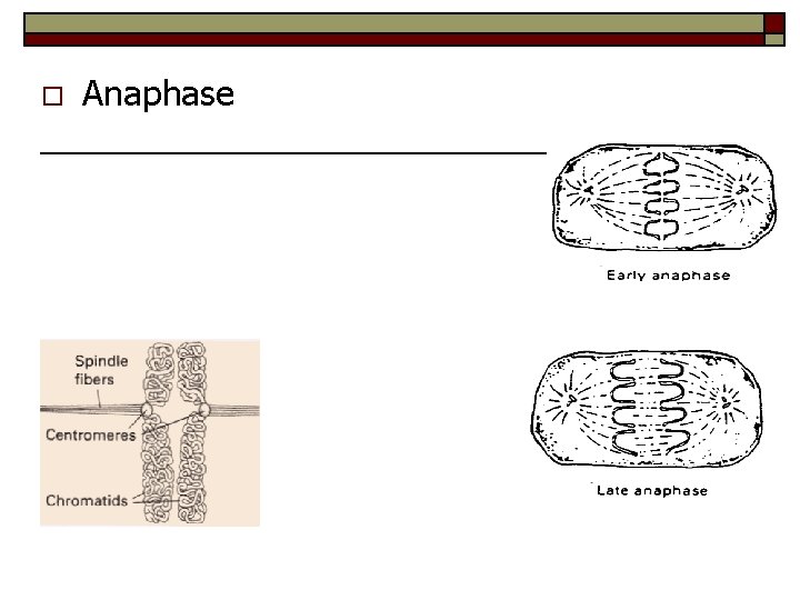o Anaphase 
