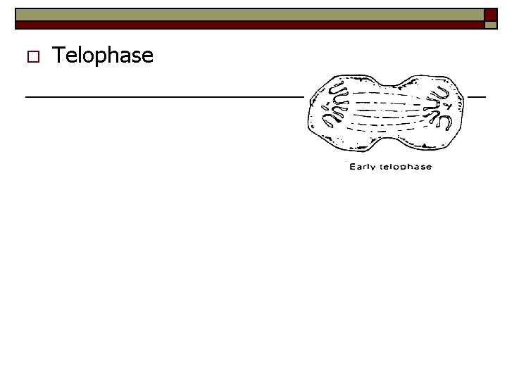 o Telophase 