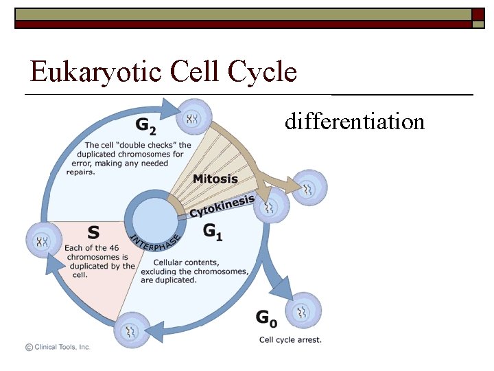 Eukaryotic Cell Cycle differentiation 