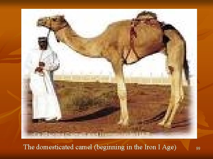 The domesticated camel (beginning in the Iron I Age) 99 