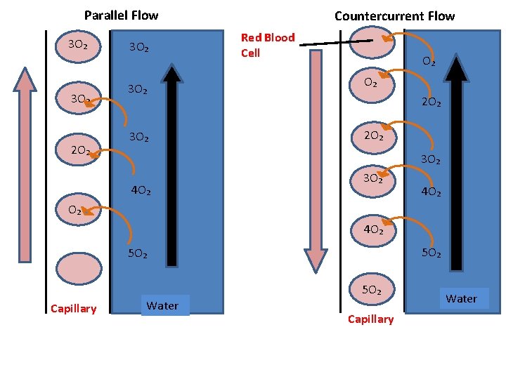 Parallel Flow 3 O₂ 2 O₂ 3 O₂ 3 O₂ Countercurrent Flow Red Blood Parallel Flow 3 O₂ 2 O₂ 3 O₂ 3 O₂ Countercurrent Flow Red Blood