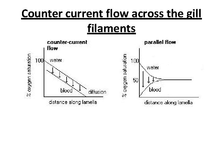 Counter current flow across the gill filaments Counter current flow across the gill filaments