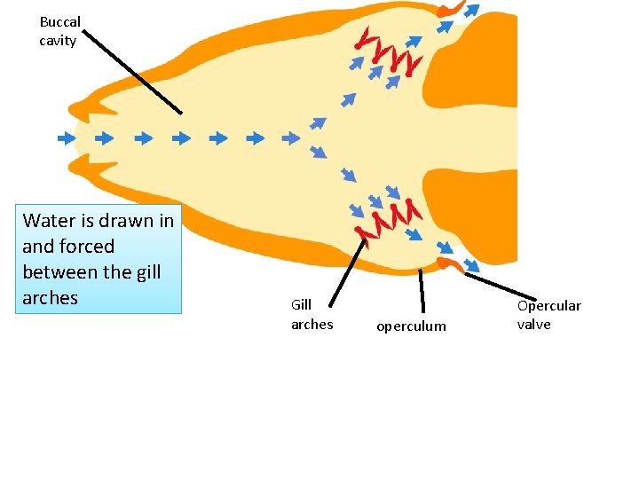Buccal cavity Water is drawn in and forced between the gill arches Gill arches Buccal cavity Water is drawn in and forced between the gill arches Gill arches