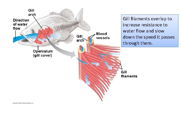 Gill filaments overlap to increase resistance to water flow and slow down the speed Gill filaments overlap to increase resistance to water flow and slow down the speed