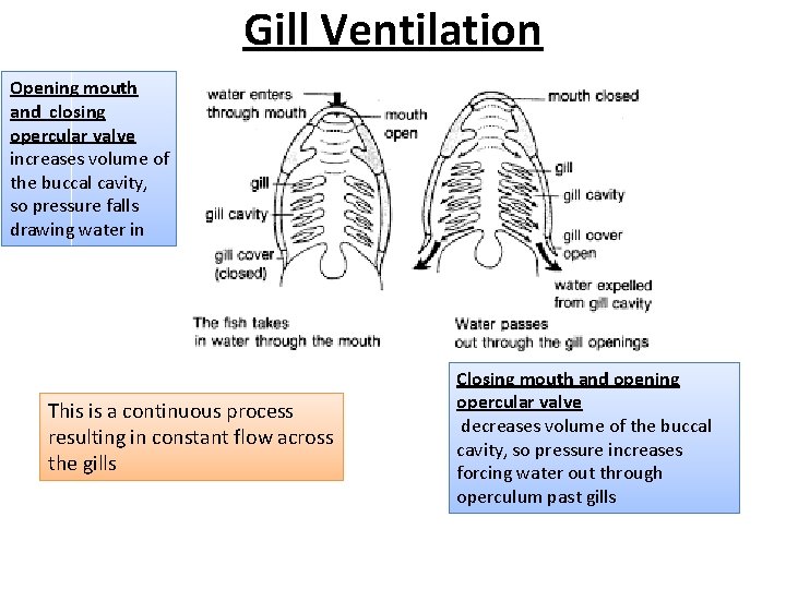 Gill Ventilation Opening mouth and closing opercular valve increases volume of the buccal cavity, Gill Ventilation Opening mouth and closing opercular valve increases volume of the buccal cavity,