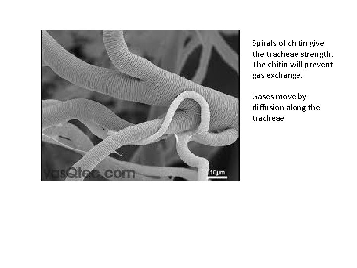 Spirals of chitin give the tracheae strength. The chitin will prevent gas exchange. Gases Spirals of chitin give the tracheae strength. The chitin will prevent gas exchange. Gases