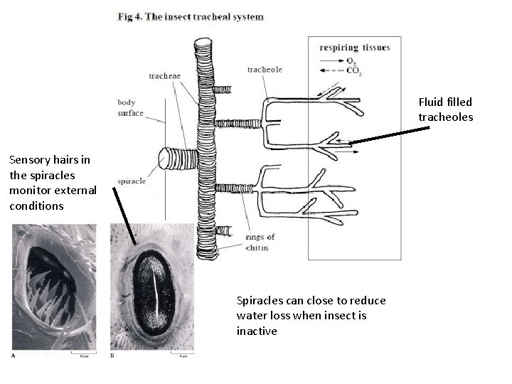 Fluid filled tracheoles Sensory hairs in the spiracles monitor external conditions Spiracles can close Fluid filled tracheoles Sensory hairs in the spiracles monitor external conditions Spiracles can close