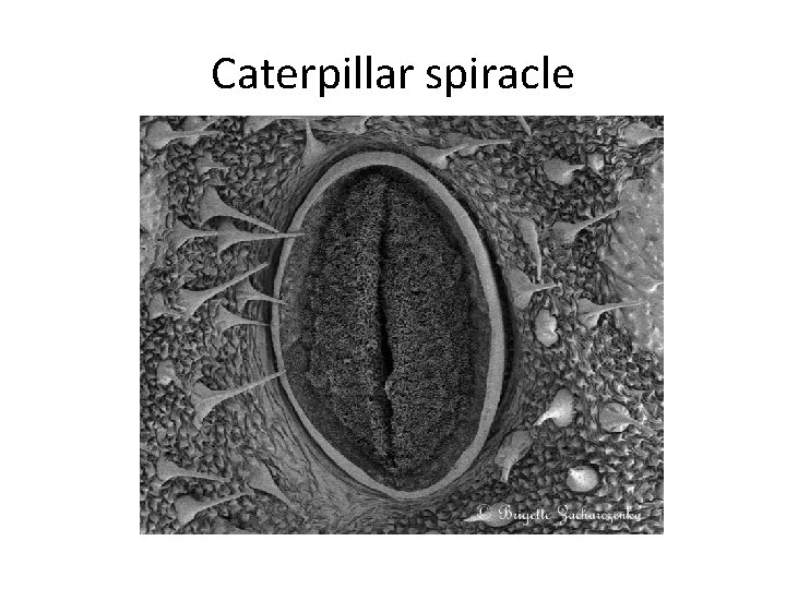 Caterpillar spiracle Caterpillar spiracle