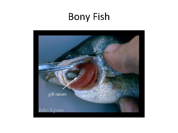Bony Fish Bony Fish