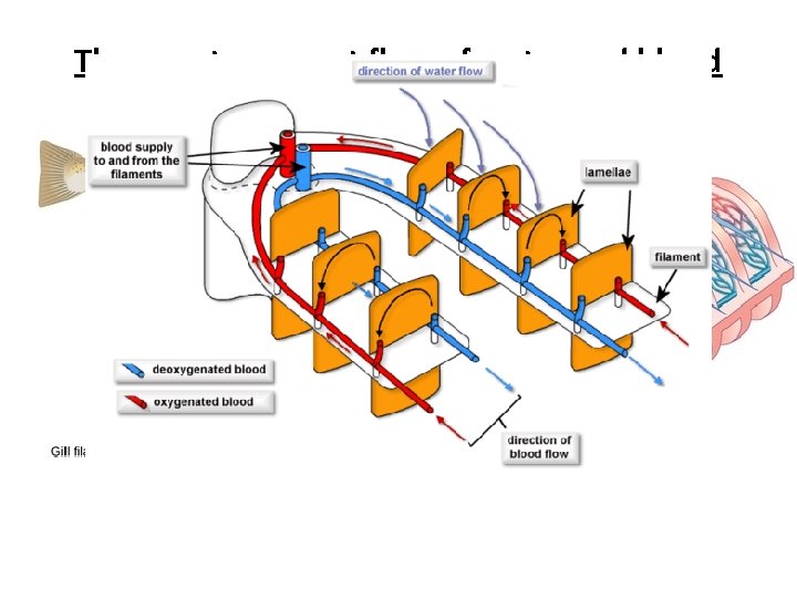 The countercurrent flow of water and blood The countercurrent flow of water and blood
